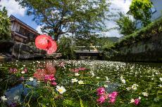 醒井宿と地蔵川の梅花藻の風景