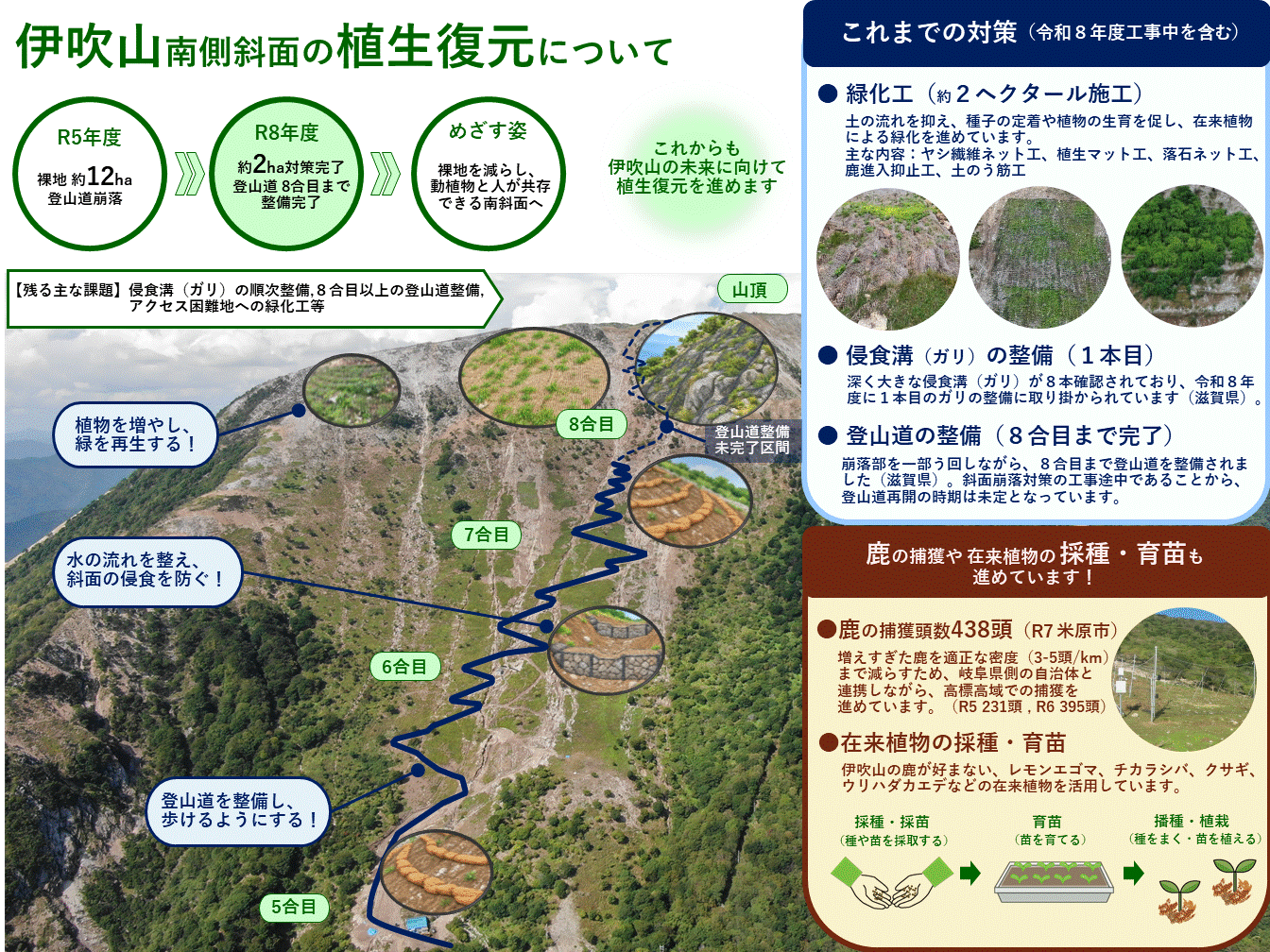 伊吹山南側斜面の植生復元状況をまとめた図。令和5年度に登山道が崩落し、裸地は約12ヘクタールとなった。令和8年度に約2ヘクタール分の対策が完了し、登山道は8合目まで整備が完了した。裸地を減らし、動植物と人が共存できることをめざしている。 主な対策内容は、土の流れを抑え、種子の定着や植物の生育を促す緑化工。侵食溝(ガリ)の整備。登山道の整備の3点である。同時に鹿の捕獲も進めており、令和7年度に438頭の捕獲を行った。また、伊吹山の鹿が好まない、レモンエゴマ、チカラシバ、クサギ、ウリハダカエデなどの在来植物を活用している。 これからも伊吹山の未来に向けて植生復元を進める。