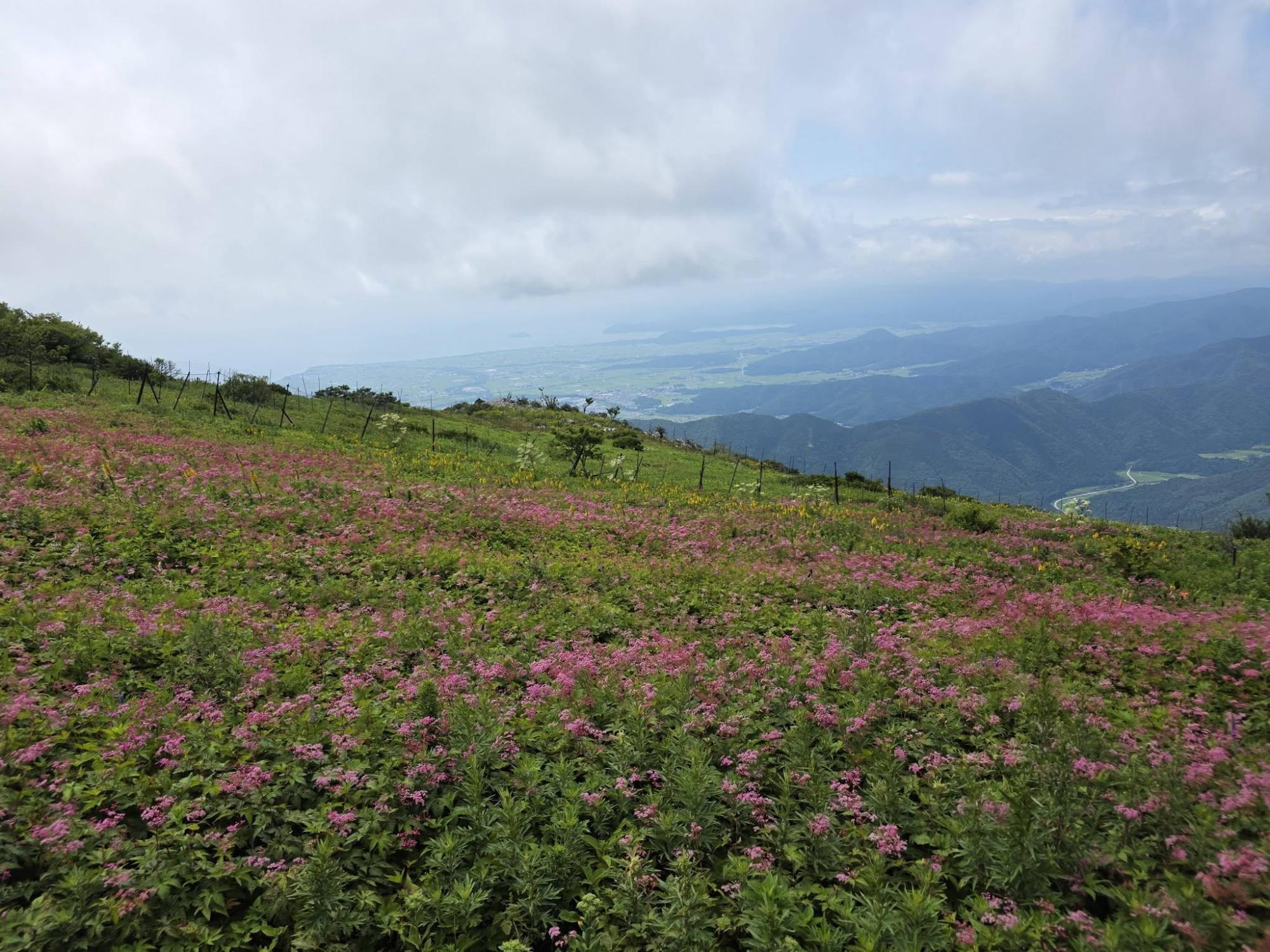 山頂の写真。お花が咲いている。