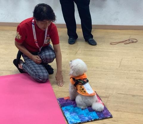スタッフの指示をうけている聴導犬の写真