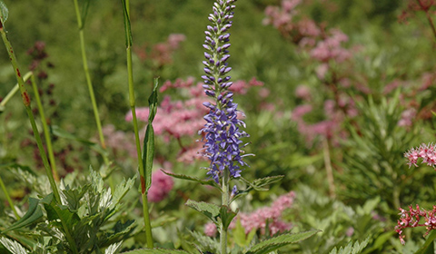 伊吹山の希少植物