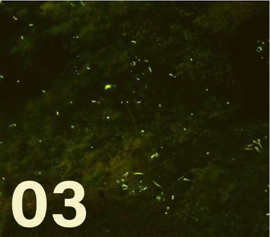 イエローをイメージさせる夜空に舞う蛍