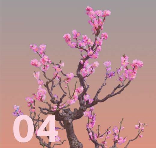 一重梅色をイメージさせる盆梅