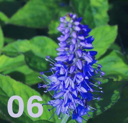 瑠璃色をイメージさせるルリトラノオの花