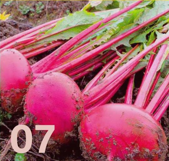 紅色をイメージさせる赤丸かぶ