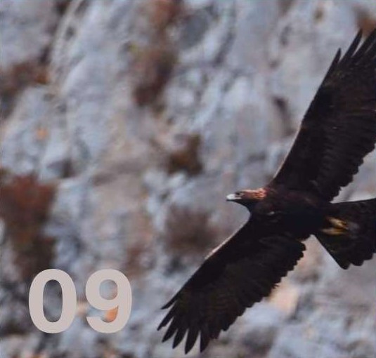 ブラックをイメージさせるイヌワシ