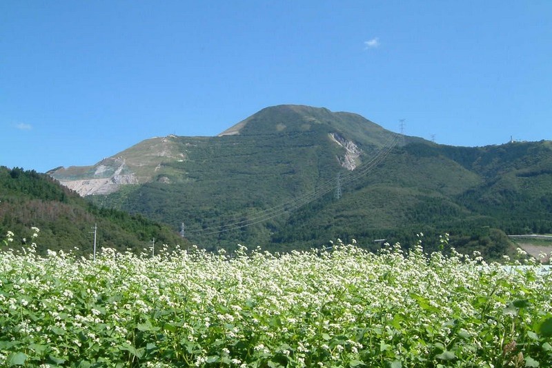 開花風景