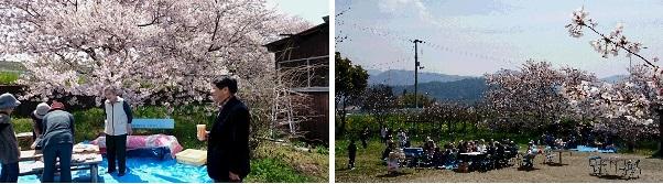 新庄桜並木の花見の様子の写真