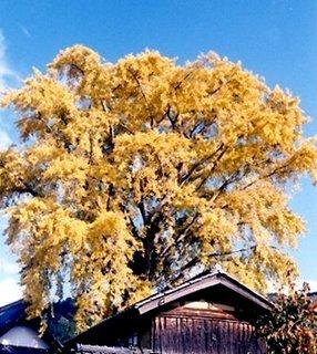 黄色く色づいている了徳寺のオハツキイチョウの写真