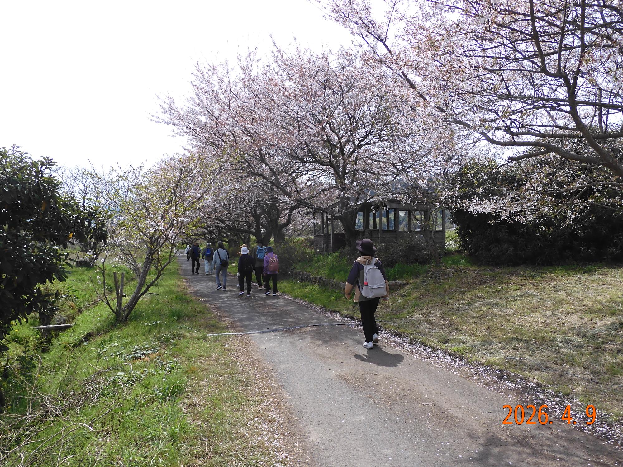 市内の桜並木を歩く様子
